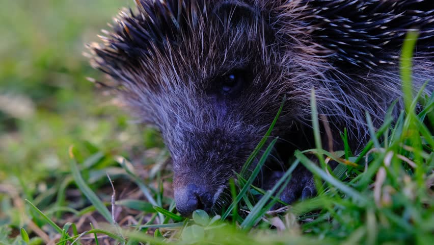 A closeup of a cute Hedgehog eating Beetles on grass ground