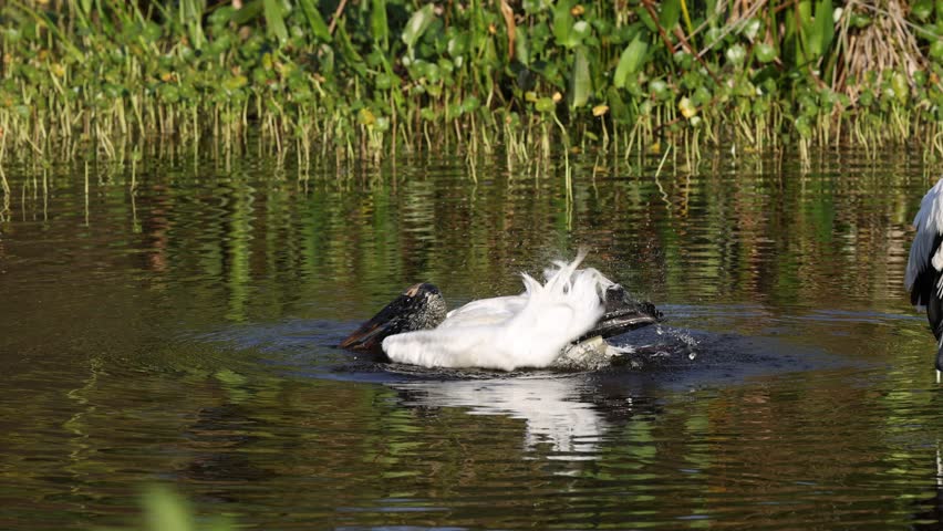 A Wood stork (Mycteria americana) with beautiful plumage in a lake with green plants in the background