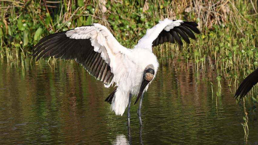 A Wood stork (Mycteria americana) with beautiful plumage in a lake with green plants in the background