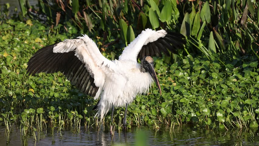 A Wood stork (Mycteria americana) with beautiful plumage in a lake with green plants in the background