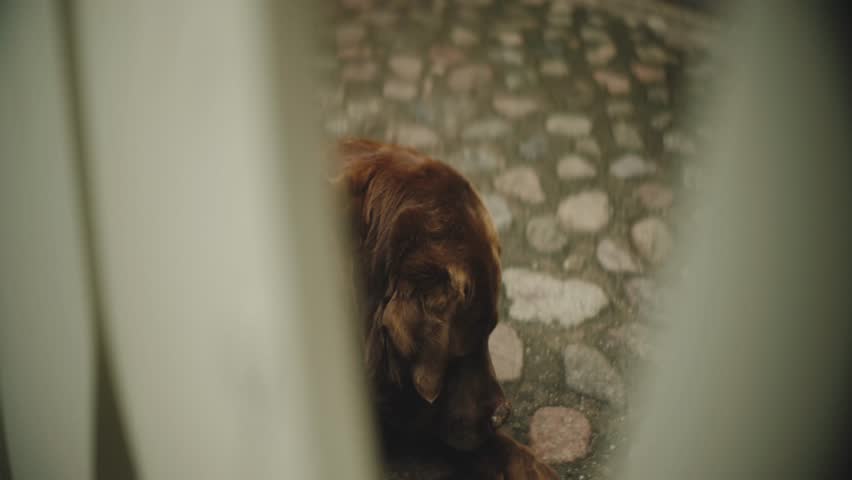 A selective-focus view of a brown labrador retriever laying on the floor