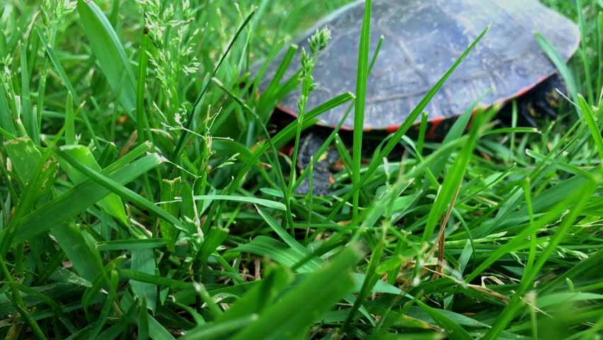 A footage of a painted turtle (Chrysemys picta) on a green grass, closeup shot