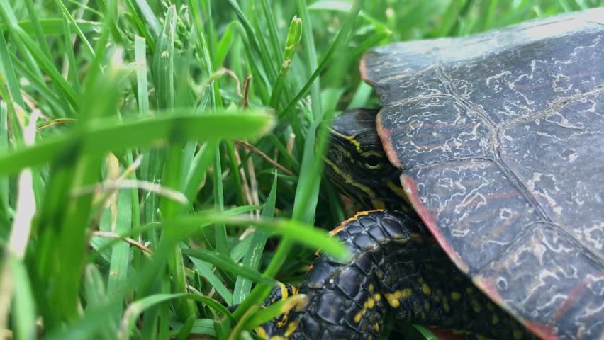 A closeup footage of a painted turtle (Chrysemys picta) on a green grass