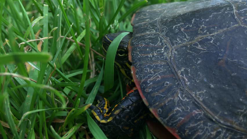 A closeup footage of a painted turtle (Chrysemys picta) on a grass field