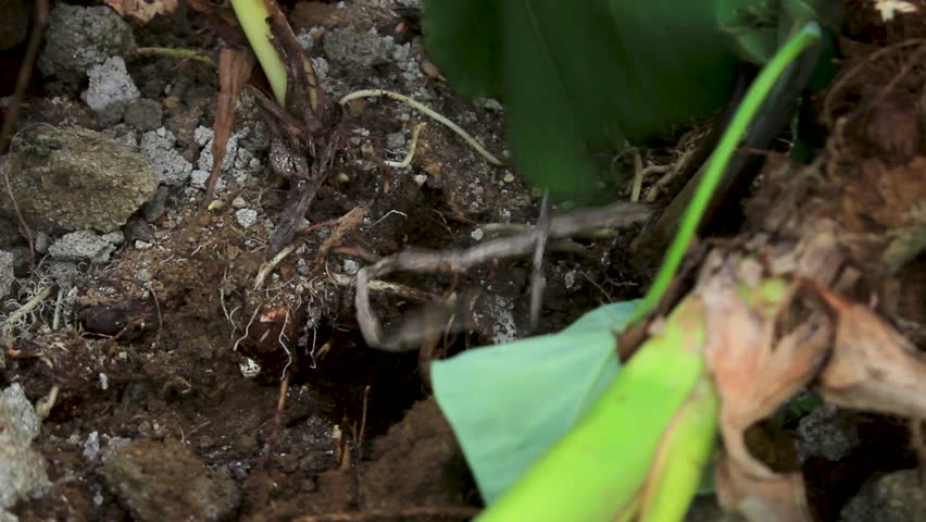 A woman harvesting giant taro in the field, for cooking. Freshly Harvested Taro Roots (Colocasia Esculenta)