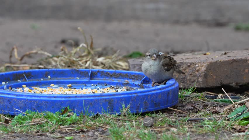 A close-up shot of a sparrow and a chicken eating from a feeder