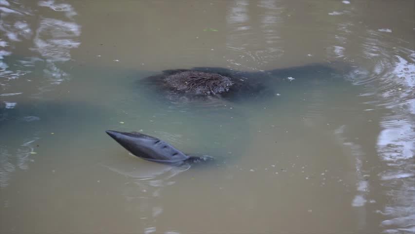 Buffalo submerged in water in Yala national park, Sri Lanka