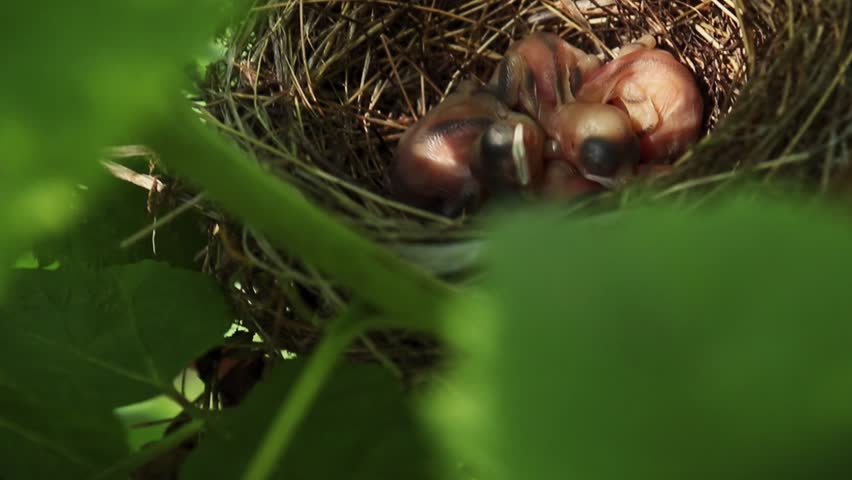 Closeup video of a few little baby birds in the nest waiting for food