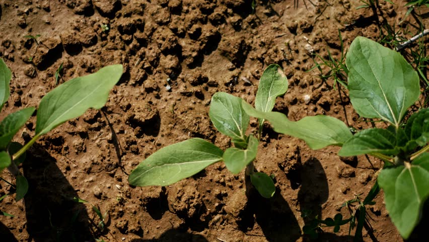 Young Seedlings Sprouting in Nutrient-Rich Soil on a Sunny Day