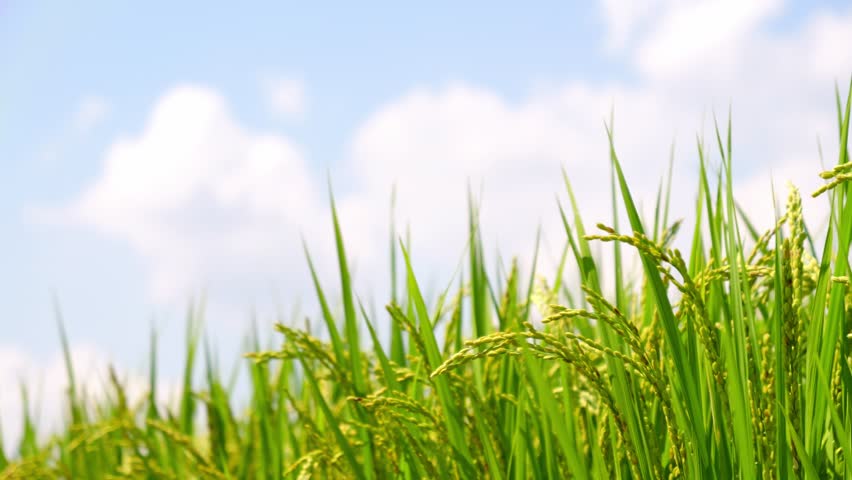 Autumn fields rice ears blue sky white clouds