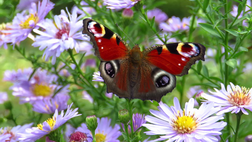 A closeup of the Peacock butterfly (Aglais io) resting on the flowers