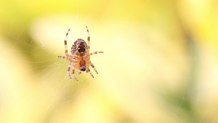 A European garden spider (Araneus diadematus) with blur background