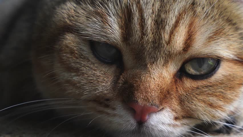 A portrait of a sleepy tabby cat face