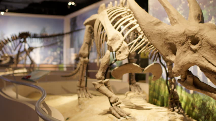 A skeleton of Triceratops dinosaur model head moving with trees in the illuminating garden