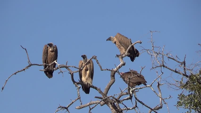 A group of Griffon vultures on a leafless tree