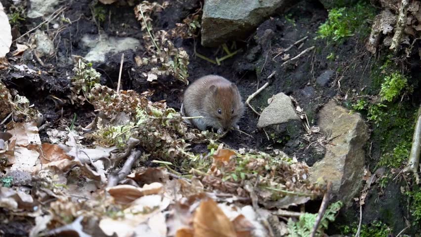 A Bank vole eating roots on dry twigs in the forest with sunlight