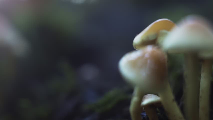 A closeup of a tiny ladybug walking on the mossy surface next to the mushrooms in a forest