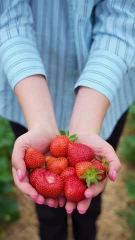 Vertical close-up of a girl’s hands holding fresh, ripe strawberries.
