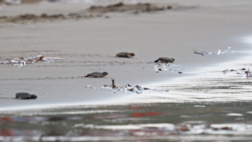 Baby sea turtles make their way to the ocean on a sandy beach