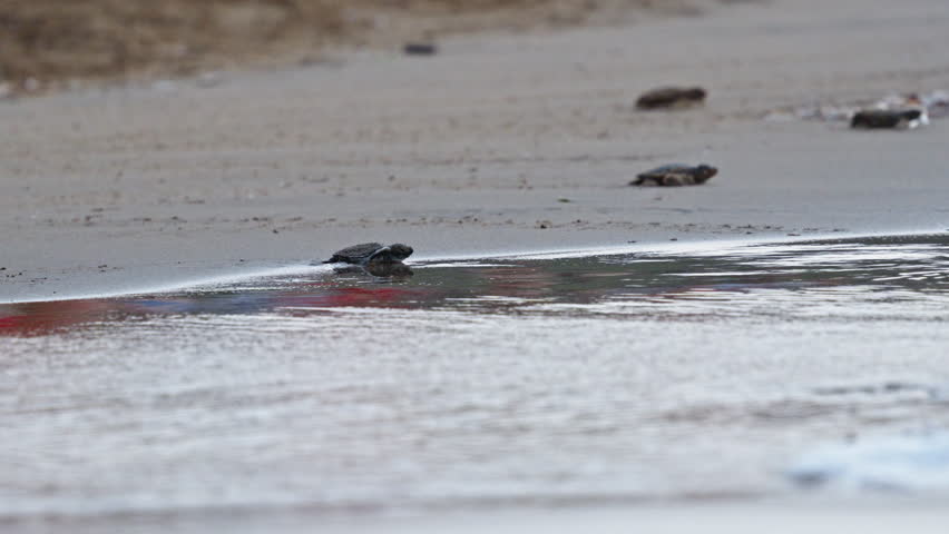 Baby turtles crawl toward the ocean on a sandy beach in the early morning light