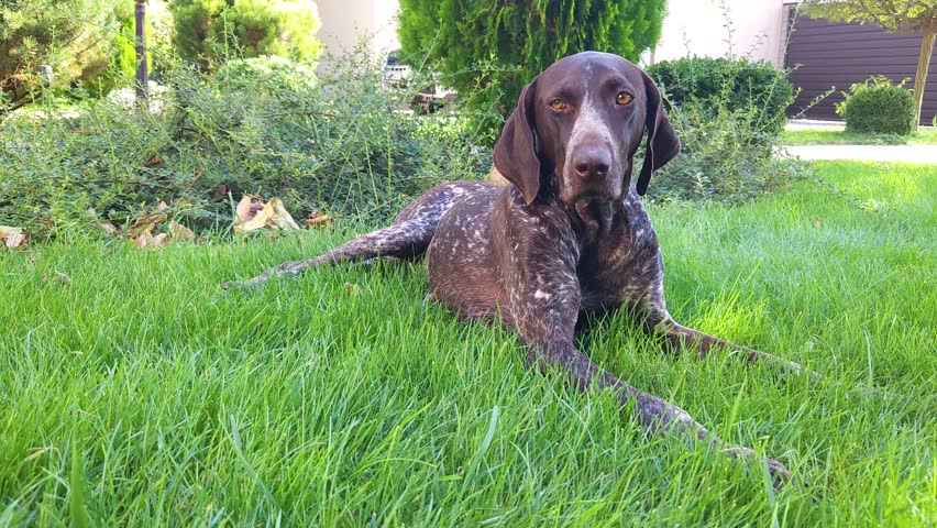 Brown shorthaired pointer with white spots lies on the green lawn in the yard