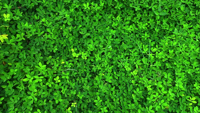 zoom in green grass background, seamless loopable pattern