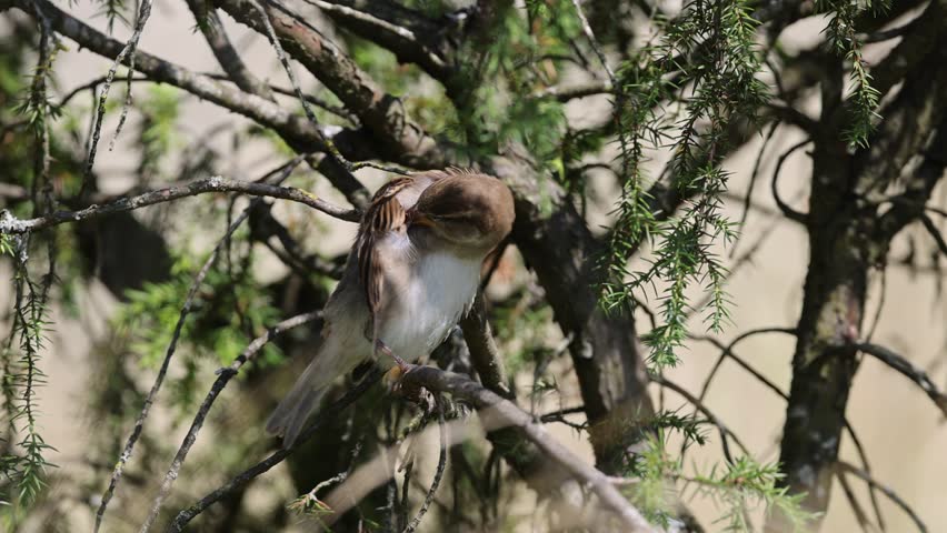 A close-up view of a House sparrow standing on a pine tree branch