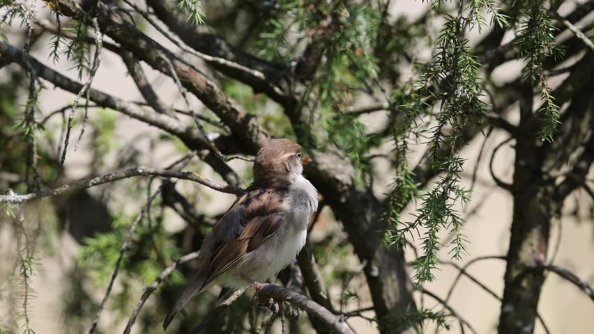 A close-up view of a House sparrow standing on a pine tree branch
