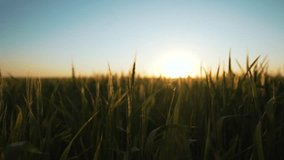 Sunlit crop on farm. Golden hour on grain crop. Scenic view of grain on farm. Organic farming concept. Close up of grain crop. Rural agricultural landscape. Grain farm at sunrise. crop cultivation. - Powered by Shutterstock - Get 15% off with code: PIKWIZARD15