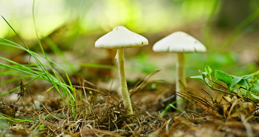 White Mushrooms Growing In Forest