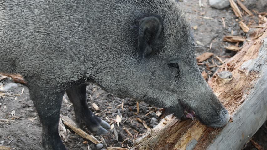 A closeup video of a grey Wild boar and its child gnawing on a log