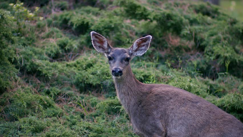 A closeup of a Columbian black-tailed deer looking at the camera in the forest