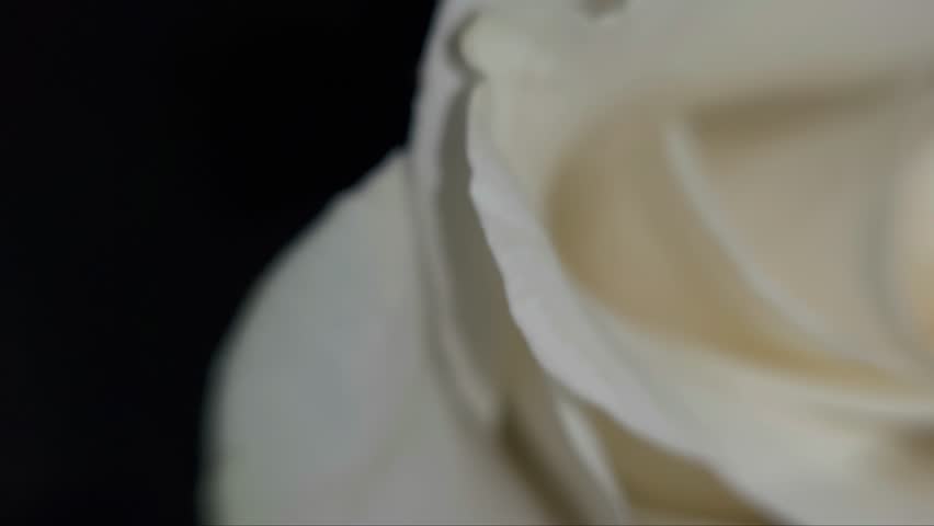 Close up of a white rose	