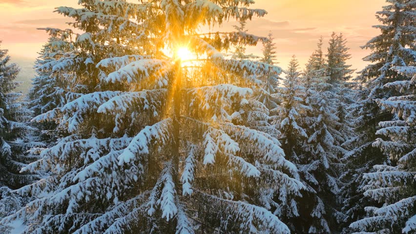 Drone footage of the forest in winter time at sunset, landscape snow covered trees nature - beautiful Europe aerial pine forest mountain, season travel white frozen nature idyllic