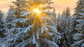 Drone footage of the forest in winter time at sunset, landscape snow covered trees nature - beautiful Europe aerial pine forest mountain, season travel white frozen nature idyllic - Powered by Shutterstock - Get 15% off with code: PIKWIZARD15