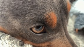 Closeup of a Dachshund dog's face. It has a brown coat of hair with amber spots on its eyebrows. The eye of the dog has a black pupil with an amber iris. It's face muscles move as it bites on a toy.. - Powered by Shutterstock - Get 15% off with code: PIKWIZARD15
