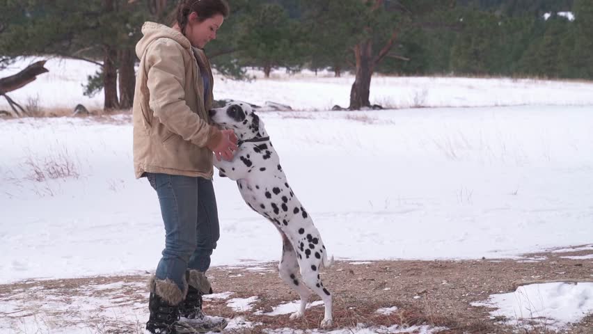 A slow motion of the cute Dalmatian dog playing with her sad owner at a snowy field