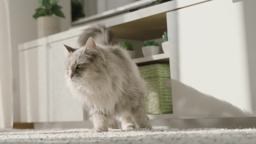 A slow motion of an adorable Siberian cat walking at home next to the TV stand and potted plants