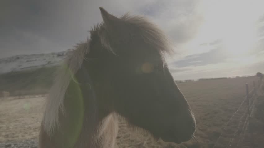 A slow motion of a beautiful wild horse in the field with mountains in the background in Iceland