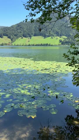 water lilies in the lake, Schliersee, Germany, Bavaria