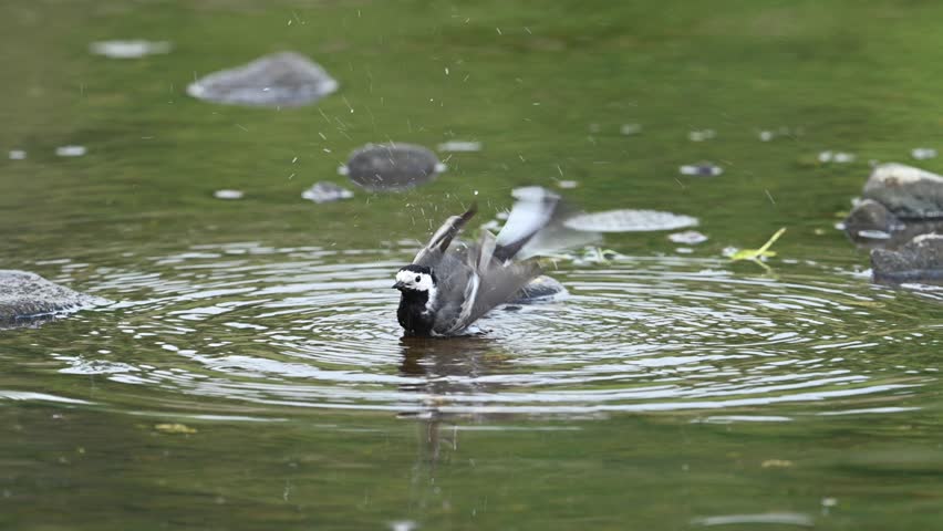 A close-up shot of a White wagtail bathing in the water