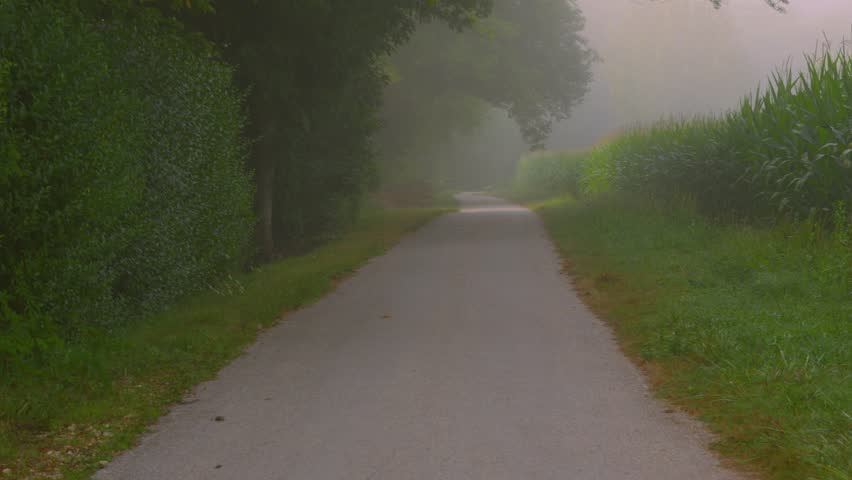 Path Trail Covered in Early Morning Misty Fog Next to Trees and Cornfield with Ominous Horror Setting Tone 4K