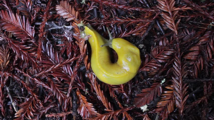 A close-up slow-motion view of a yellow slug on wet foliage in a forest