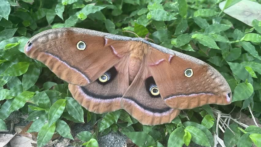 A closeup of a big Polyphemus moth (Antheraea polyphemus) resting on the green bush