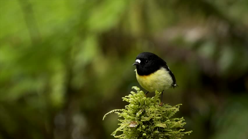 A native New Zealand Tomtit looks around fluttering it
