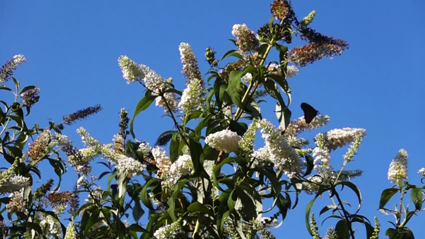 Monarch butterflies flying against blue sky on a sunny day. Feeding on white flowers, wings fluttering. Slow motion. Close up.