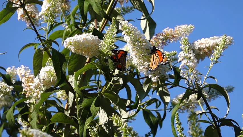 Monarch butterflies flying against blue sky on a sunny day. Feeding on white flowers, wings fluttering. Slow motion. Close up.