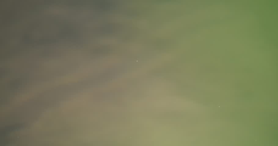 Grasshopper falls into the water from his branch