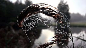 Spider web with water droplets on a leaf, with the background blurred - Powered by Shutterstock - Get 15% off with code: PIKWIZARD15