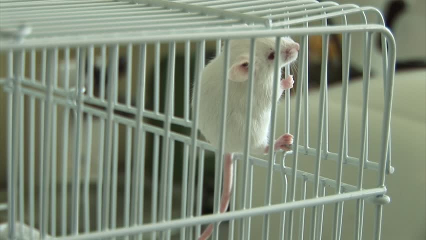 Experiments on laboratory mice